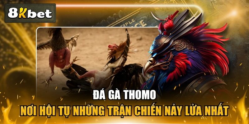 Đá Gà Thomo - Nơi Hội Tụ Những Trận Chiến Nảy Lửa Nhất 1 Đá Gà Thomo - Nơi Hội Tụ Những Trận Chiến Nảy Lửa Nhất