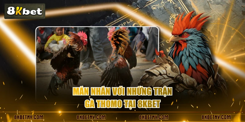 Đá Gà Thomo - Nơi Hội Tụ Những Trận Chiến Nảy Lửa Nhất 4 Mãn nhãn với những trận gà Thomo tại 8KBET