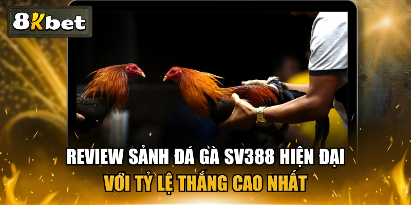 Review Sảnh Đá Gà SV388 Hiện Đại Với Tỷ Lệ Thắng Cao Nhất