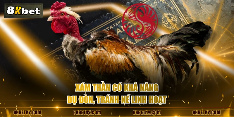 Xám Thần có khả năng dụ đòn, tránh né linh hoạt